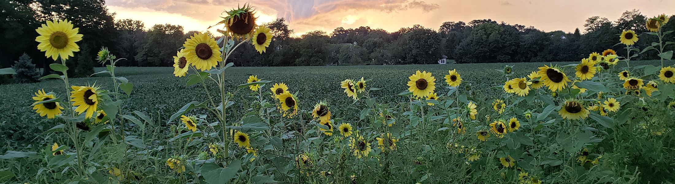 Sunflowers grow by a rural Lancaster County road.